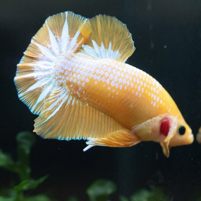 Fancy Yellow Plakat Male Betta Fish