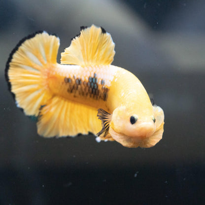 Fancy Yellow Plakat Male Betta Fish