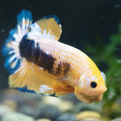 Fancy Yellow Plakat Male Betta Fish