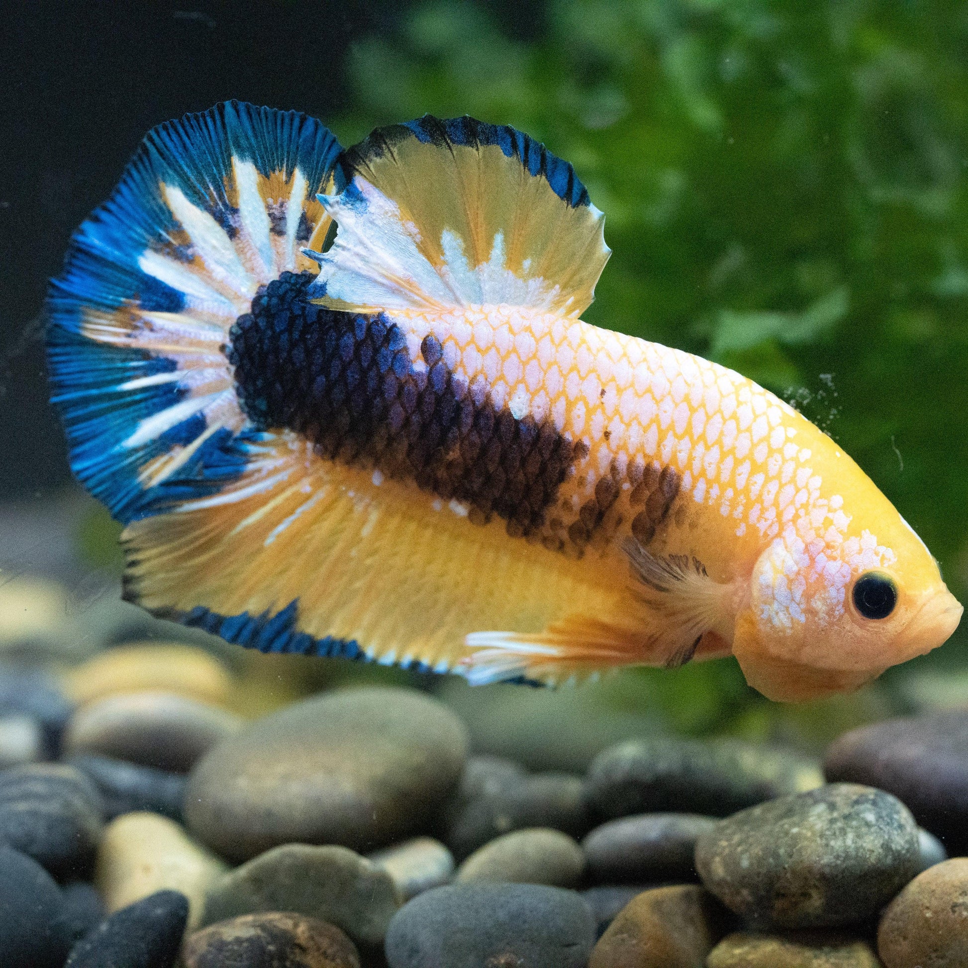 Fancy Yellow Plakat Male Betta Fish