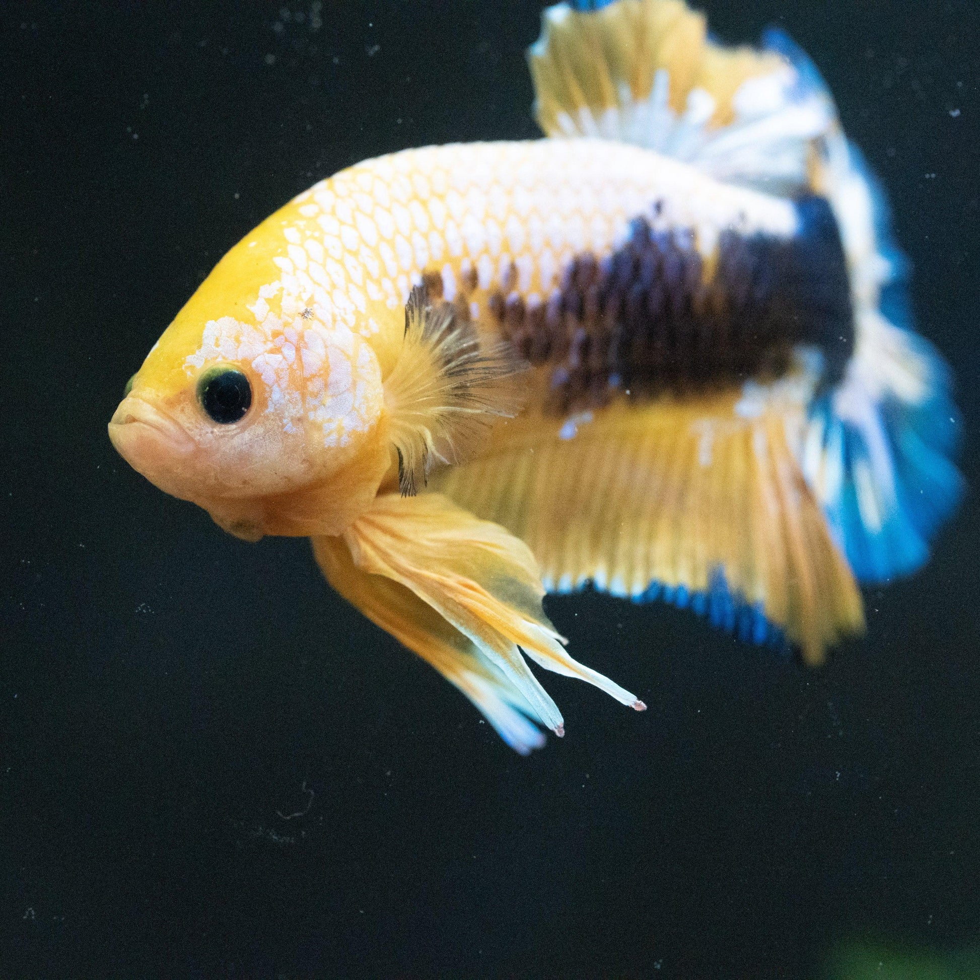 Fancy Yellow Plakat Male Betta Fish