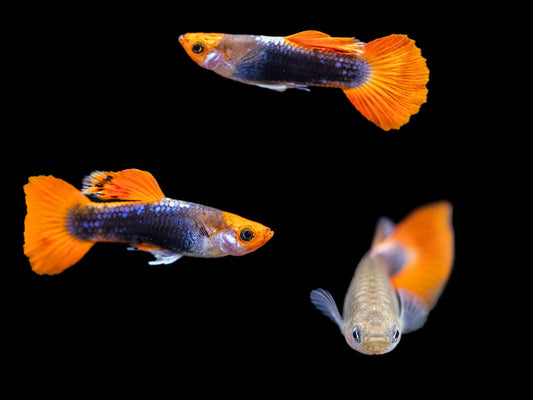 Tuxedo Koi Guppy Fish