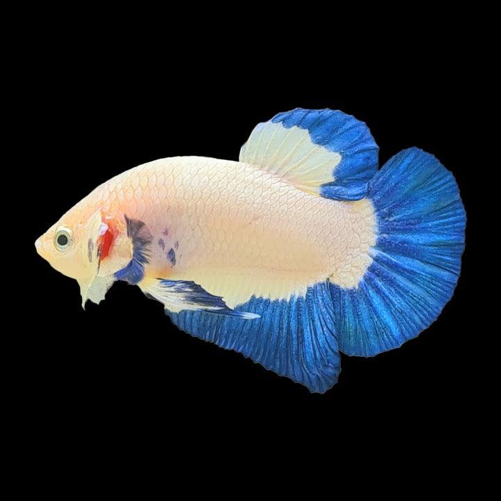 Marble Rim Plakat Male Betta Fish