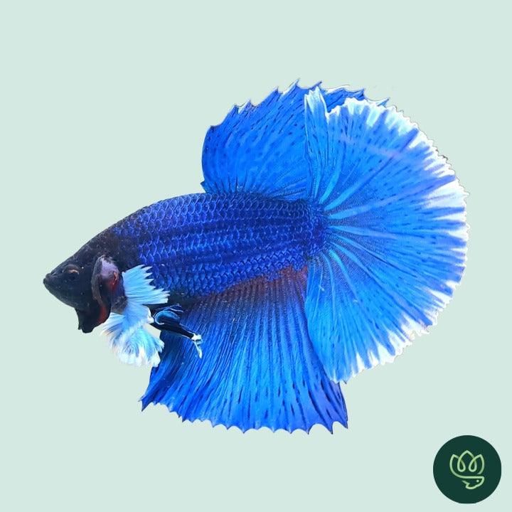 Royal Blue Dumbo Halfmoon Male Betta Fish