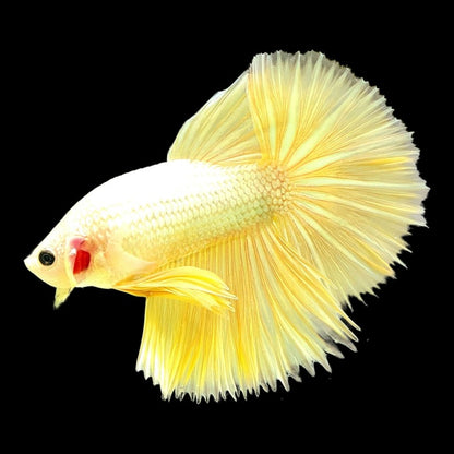 Yellow Dragon Halfmoon Male Betta Fish