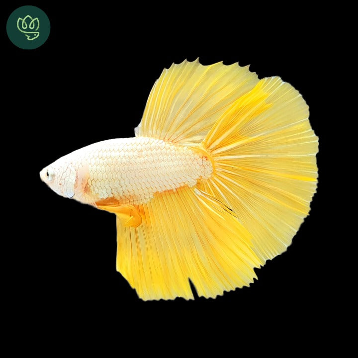 Yellow Dragon Halfmoon Male Betta Fish