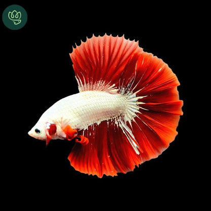 Red Dragon Halfmoon Male Betta Fish