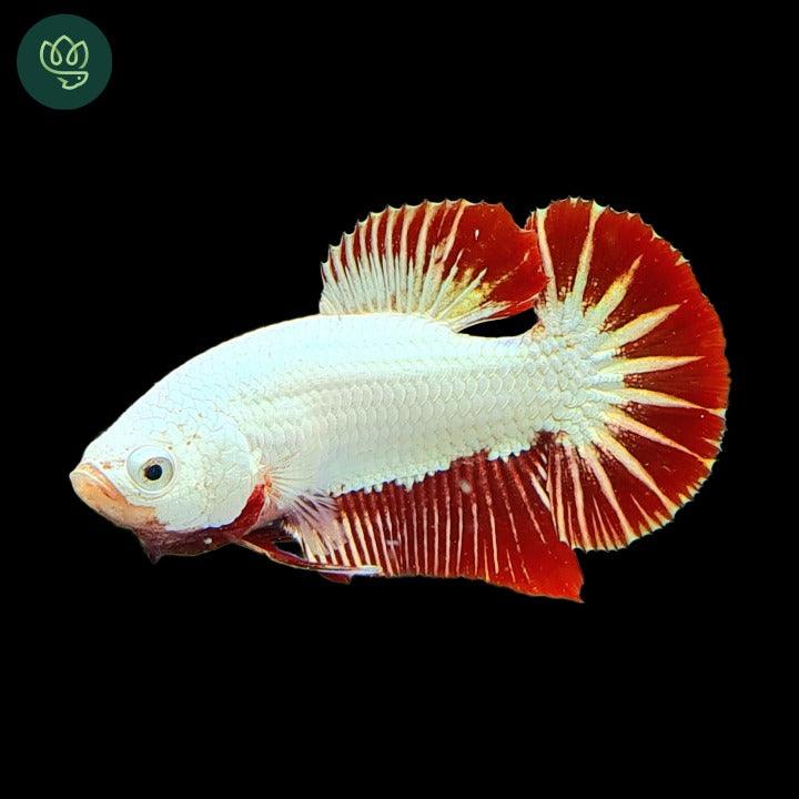 Red Dragon Plakat Male Betta Fish