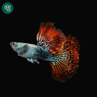Red Dragon Guppy