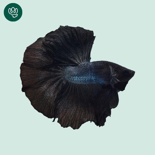 Super Black Halfmoon Male Betta Fish