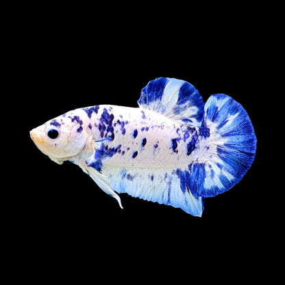 Blue Marble Dot Plakat Male Betta Fish | Mystery Betta