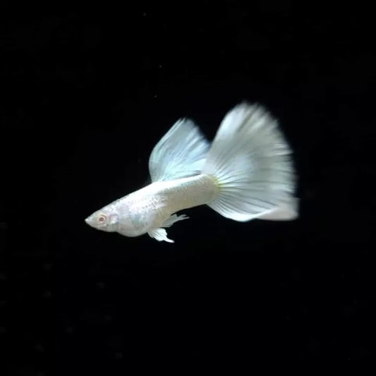 German White Guppy Fish