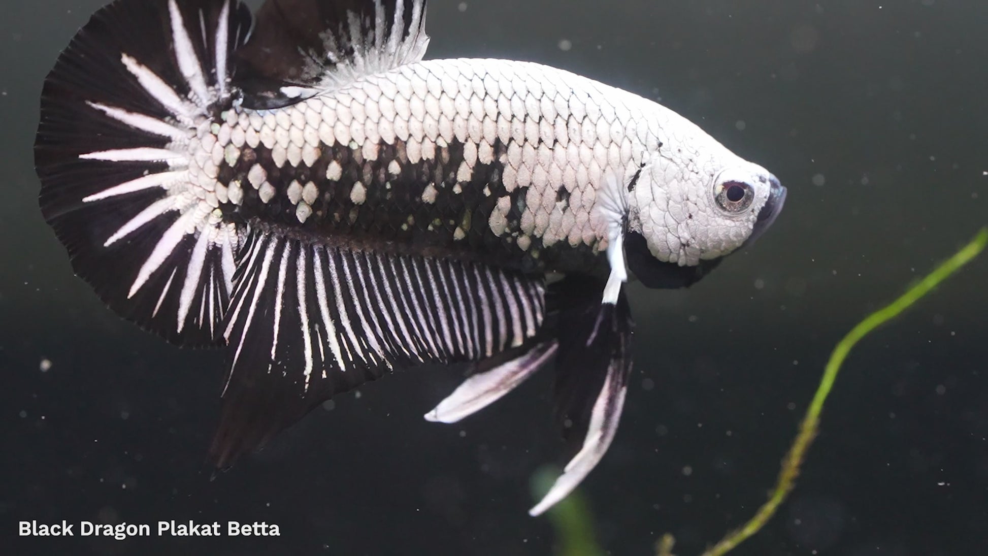 Black Dragon Plakat Male Betta Fish