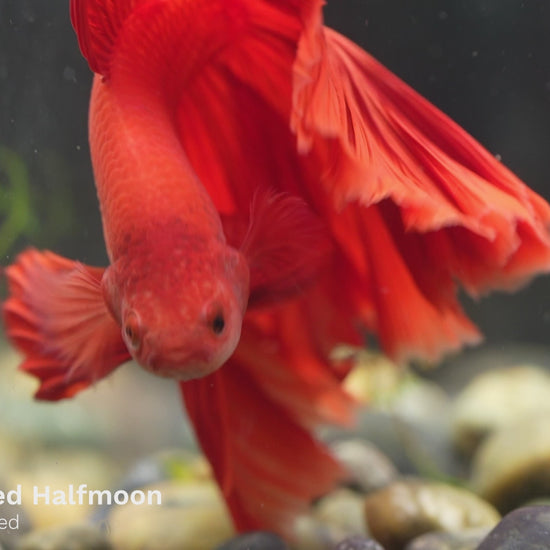 Tropicflow | Super Red HalfMoon Male Betta For Sale