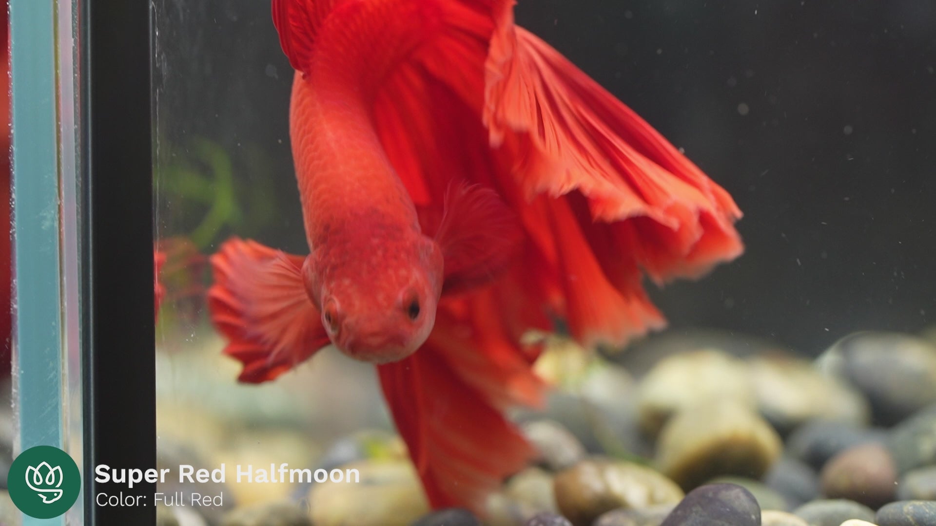 Tropicflow | Super Red HalfMoon Male Betta For Sale