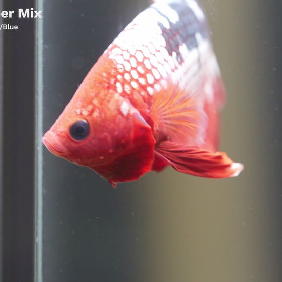Red Fancy Hellboy Copper Plakat Male Betta Fish