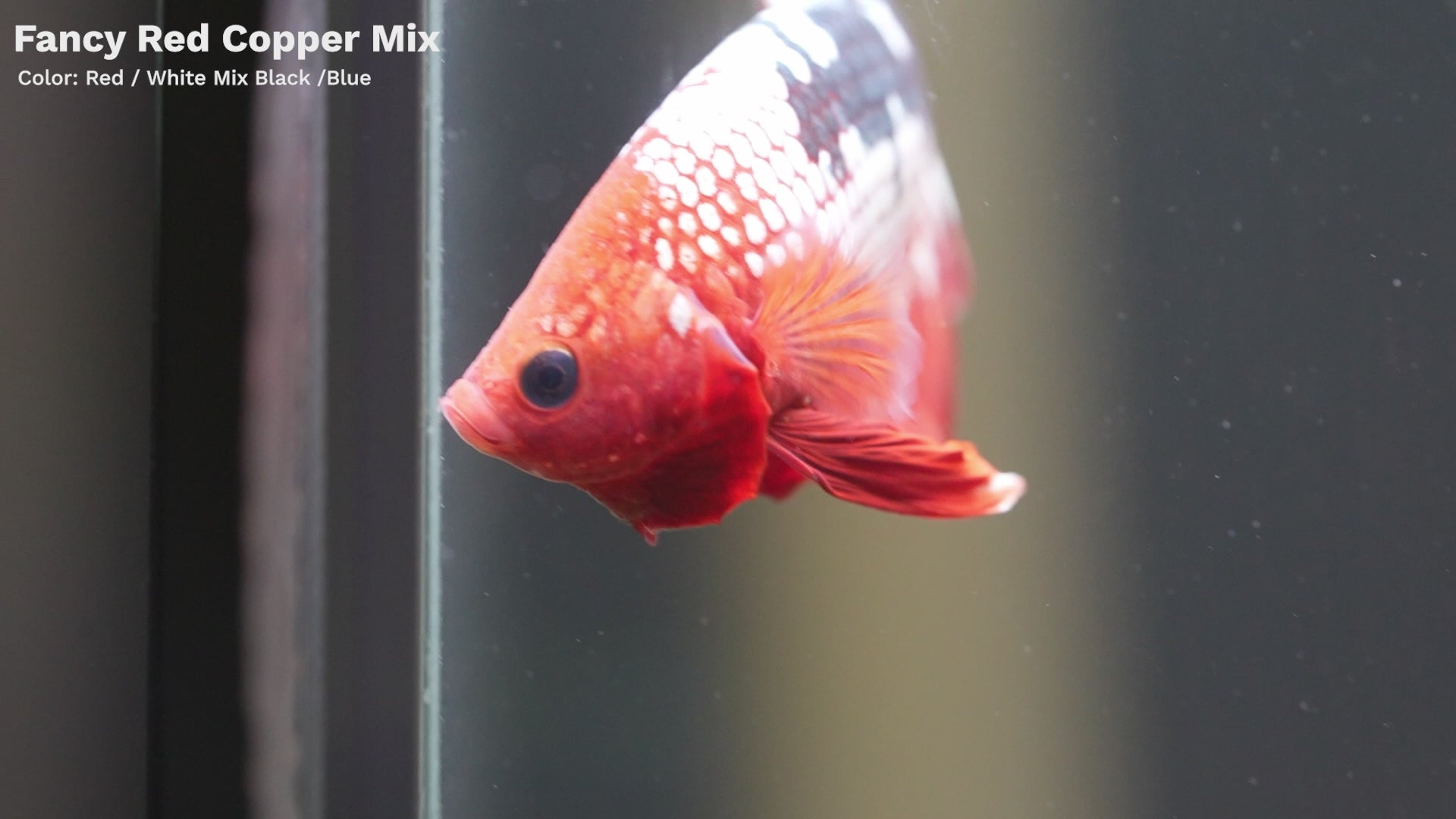 Red Fancy Hellboy Copper Plakat Male Betta Fish