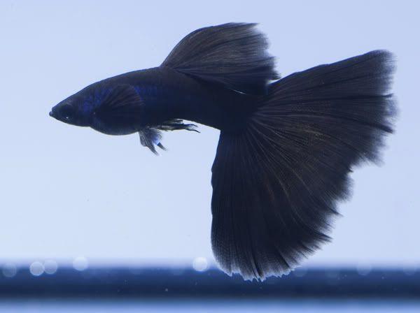 Full Black Guppy Fish