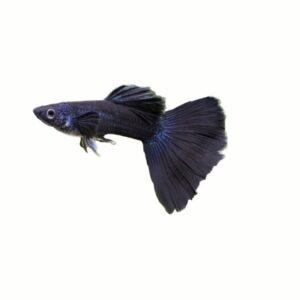 Full Black Guppy Fish