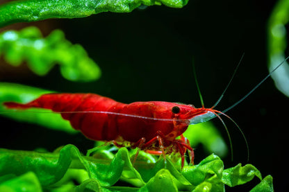 Bloody Mary Neocaridina Shrimp