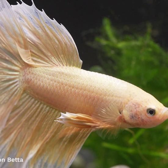 Super Gold Halfmoon Male Betta Fish