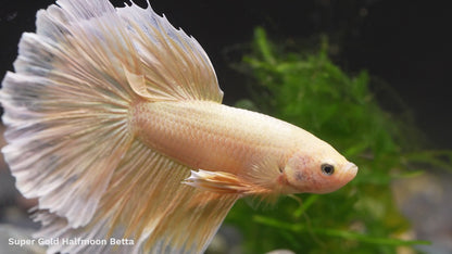 Super Gold Halfmoon Male Betta Fish