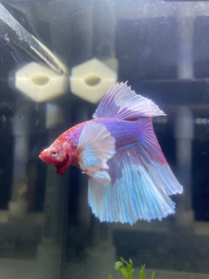 Dumbo Lavender Halfmoon Male Betta Fish