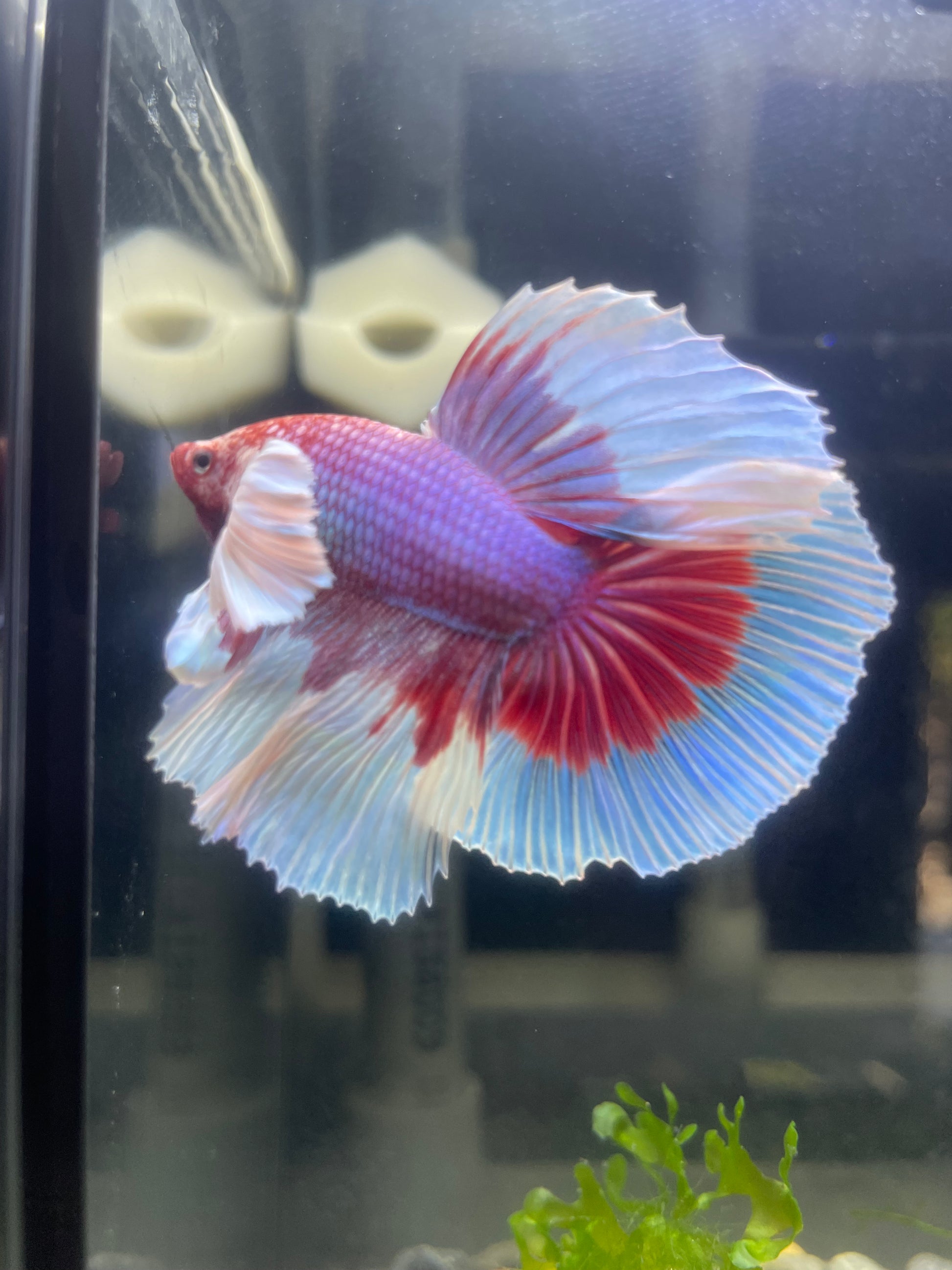 Dumbo Lavender Halfmoon Male Betta Fish