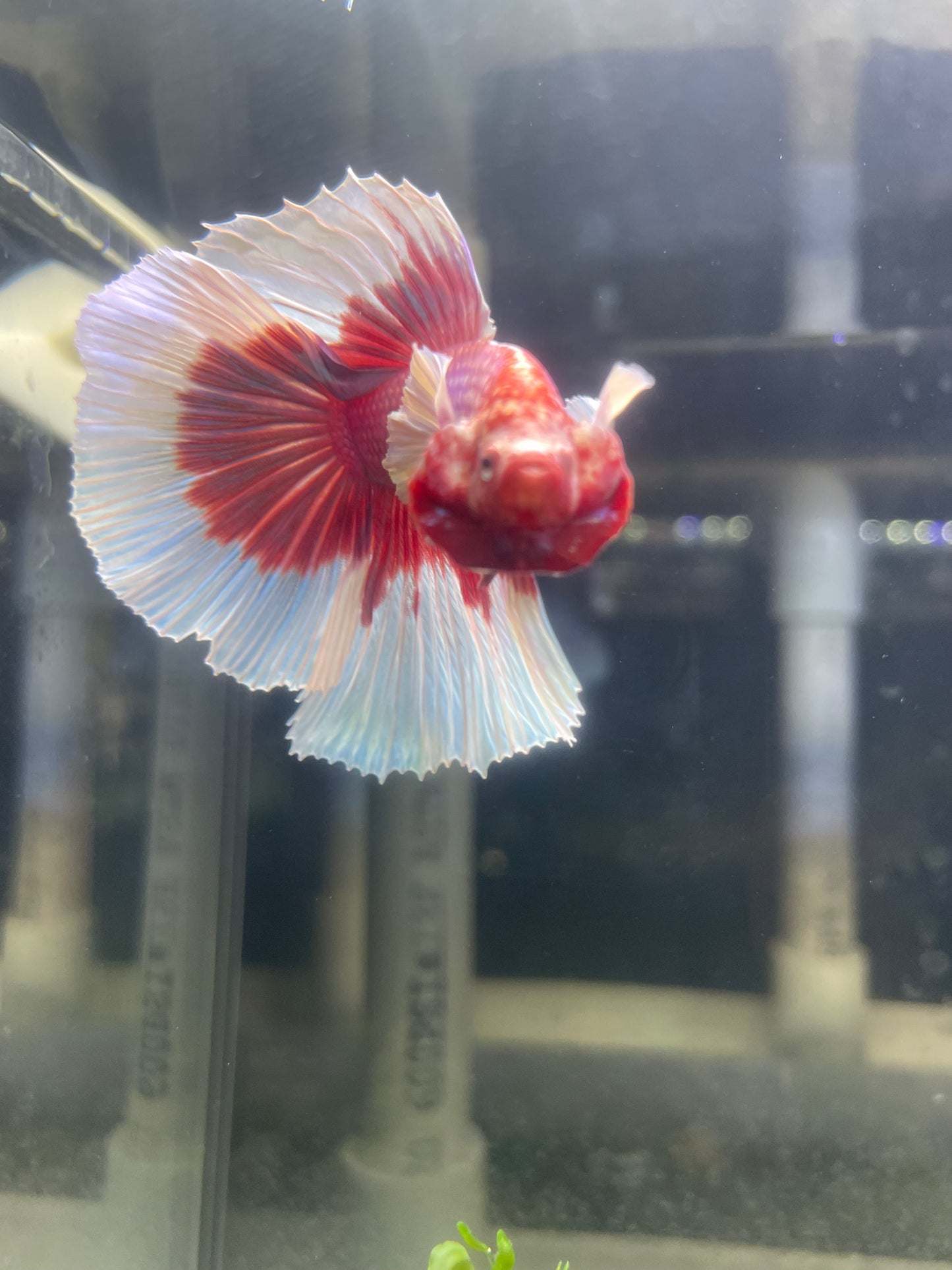 Dumbo Lavender Halfmoon Male Betta Fish