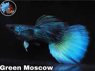 Green Moscow Guppy Fish