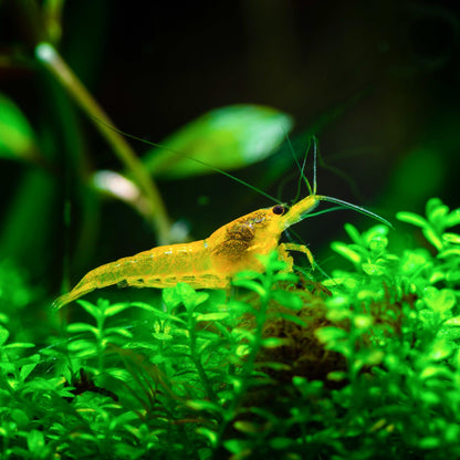 Yellow Golden Back Neocaridina Shrimp