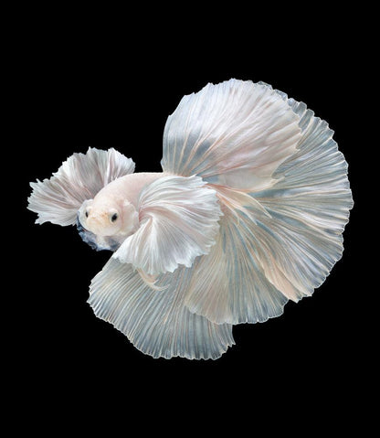 Super White Dumbo Ear Halfmoon Male Betta Fish