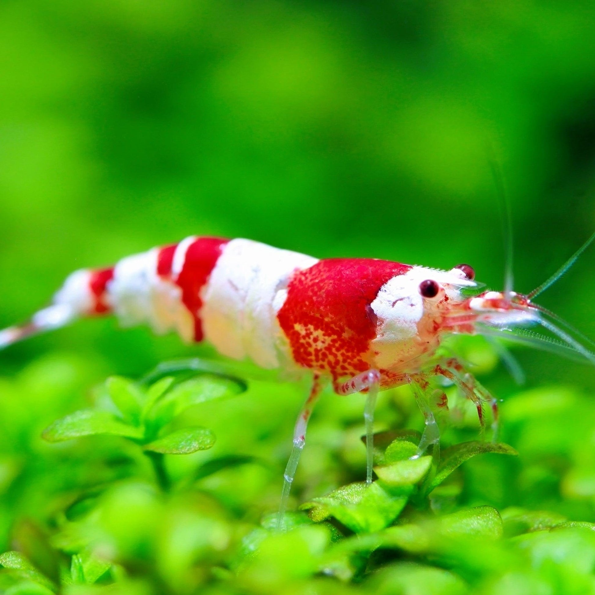 Crystal Red Caridina Shrimp