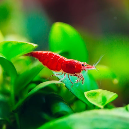 Fire Red Neocaridina Shrimp