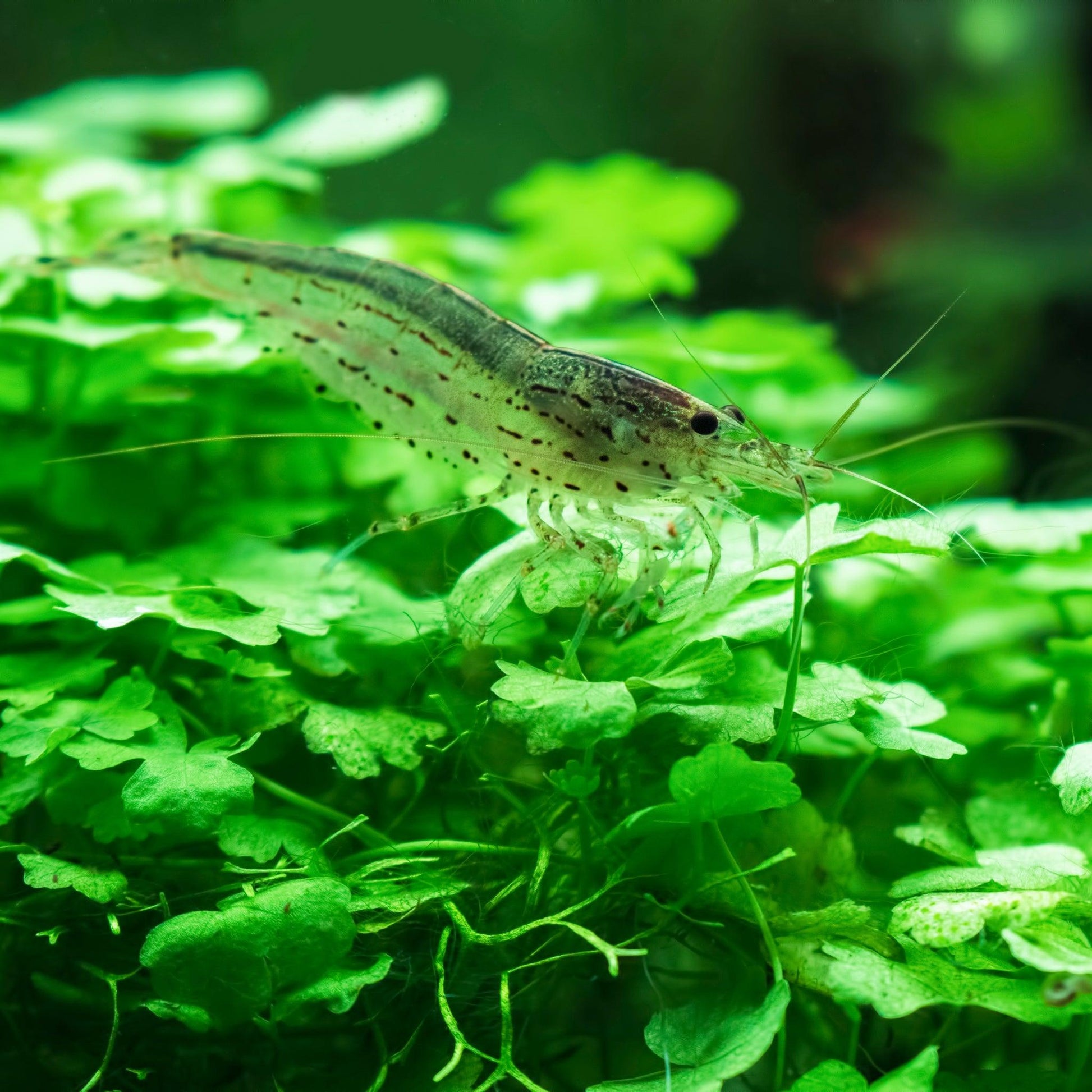 Amano Shrimp