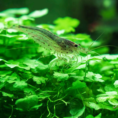 Amano Shrimp